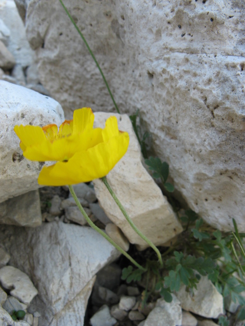 Papaver alpinum / Papavero alpino