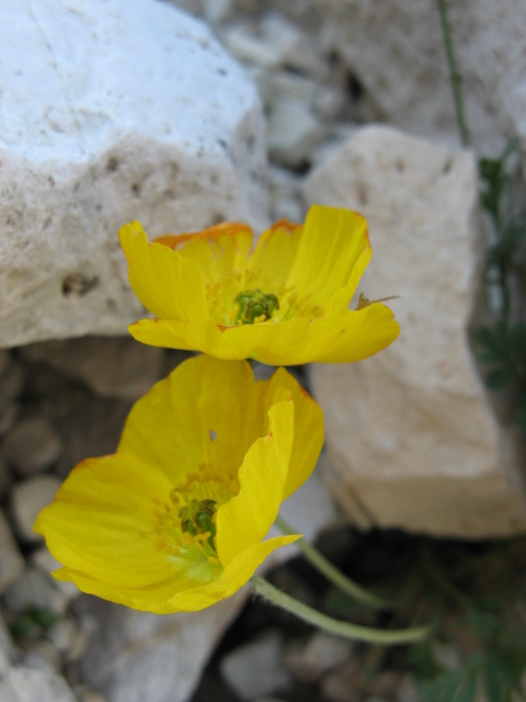 Papaver alpinum / Papavero alpino