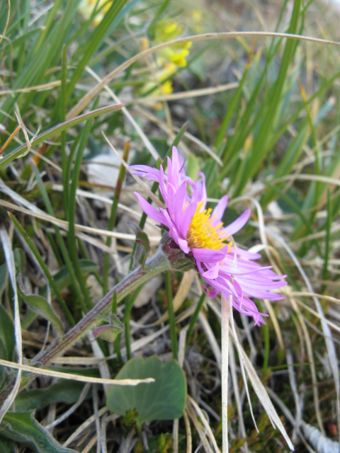 Aster alpinus / Astro alpino