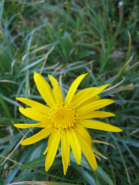 Pordoi: Senecio doronicum