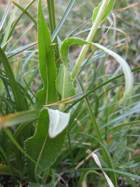 Pordoi: Senecio doronicum
