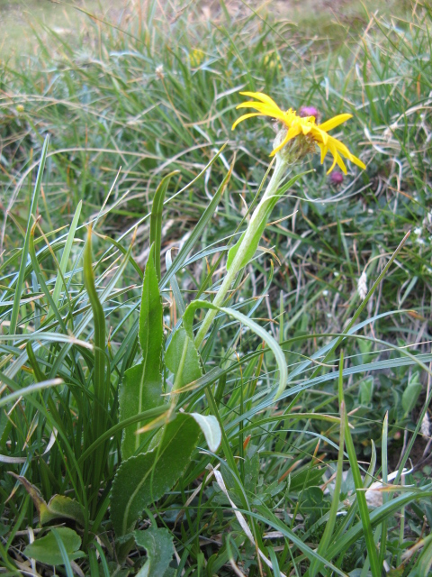Pordoi: Senecio doronicum