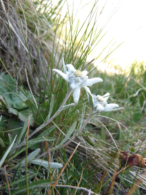 Leontopodium alpinum / Stella alpina