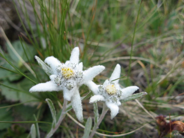 Leontopodium alpinum / Stella alpina