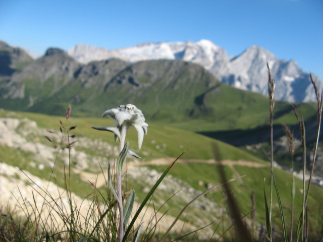 Leontopodium alpinum / Stella alpina