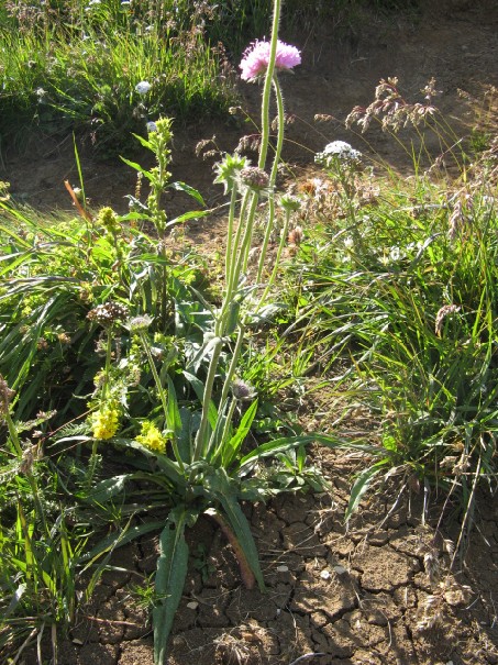 Dipsacacea? -  Knautia cfr. longifolia