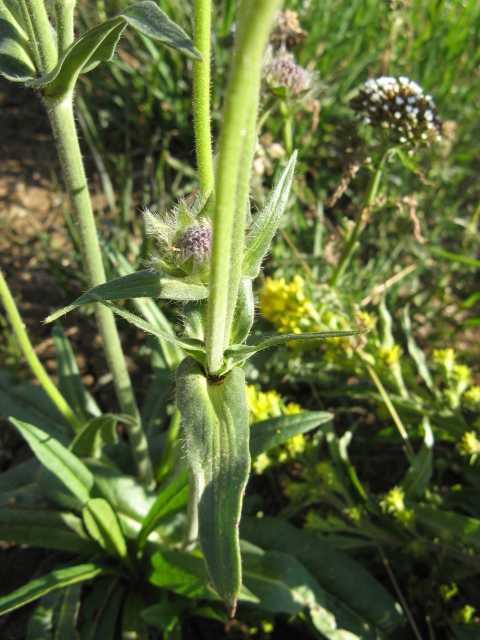 Dipsacacea? -  Knautia cfr. longifolia