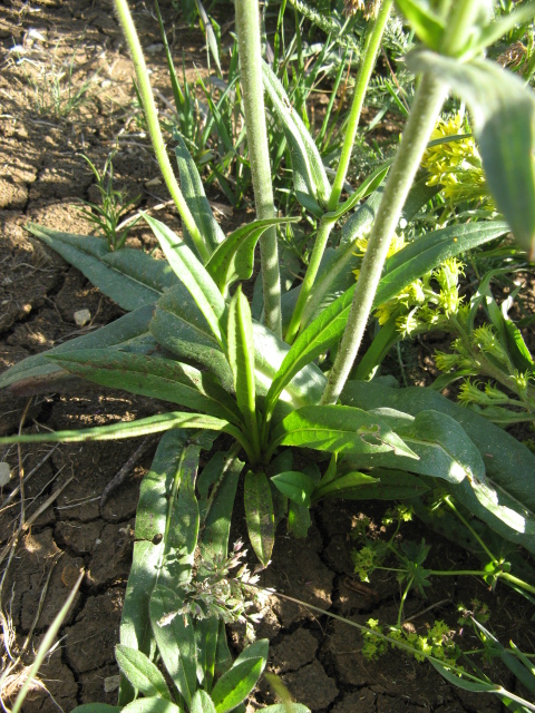 Dipsacacea? -  Knautia cfr. longifolia
