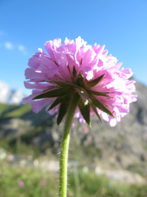 Dipsacacea? -  Knautia cfr. longifolia
