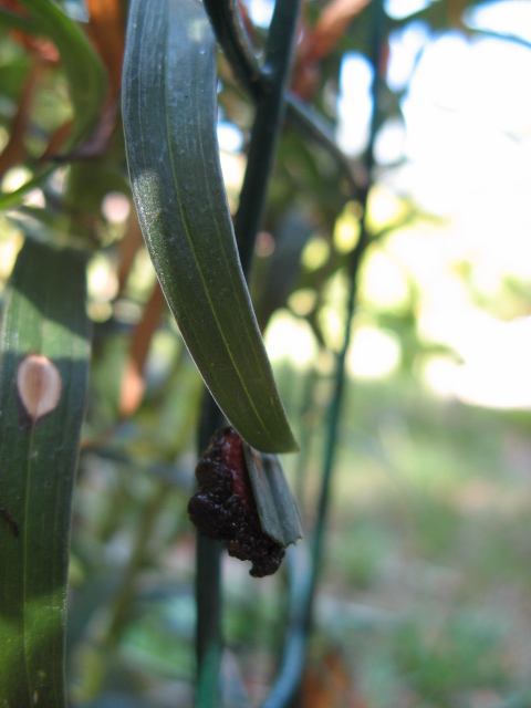 Larva di Lilioceris lilii