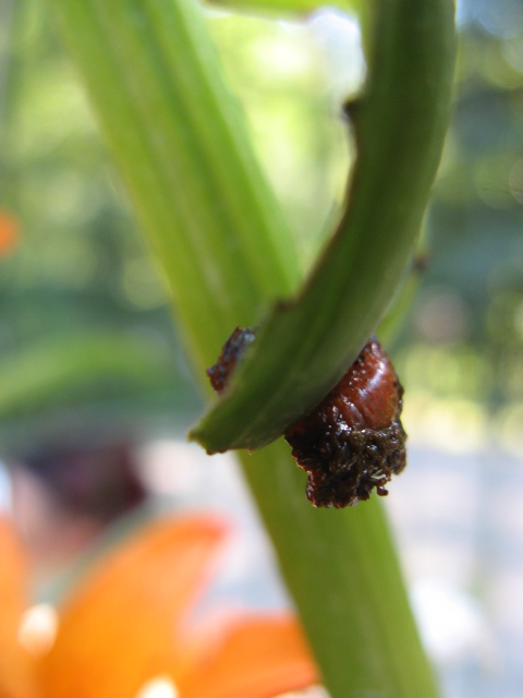 Larva di Lilioceris lilii