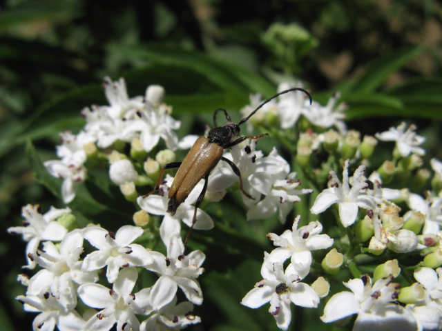 Stictoleptura rubra