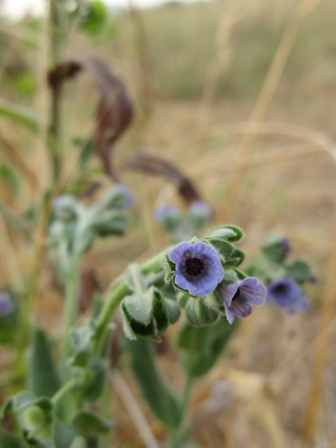 Cynoglossum creticum