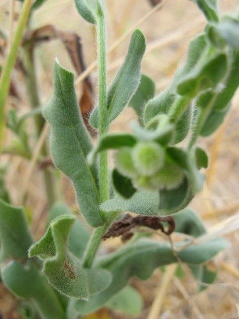 Cynoglossum creticum