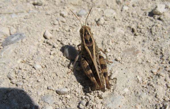 Ortotteri dei Colli Euganei 1