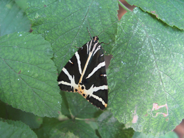 Lepidoptera dei Colli Euganei 1