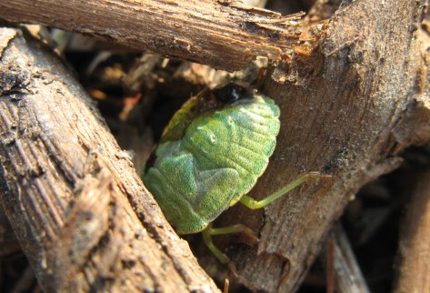 Heteroptera dei Colli Euganei