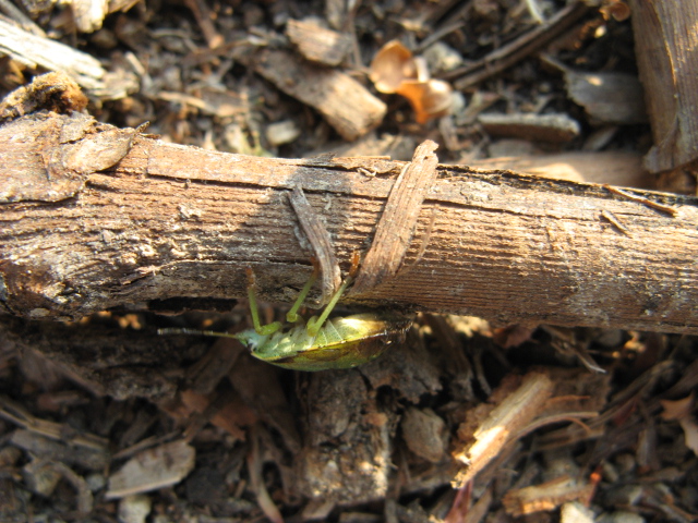 Heteroptera dei Colli Euganei