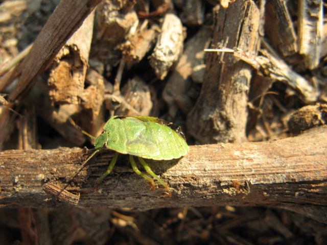 Heteroptera dei Colli Euganei