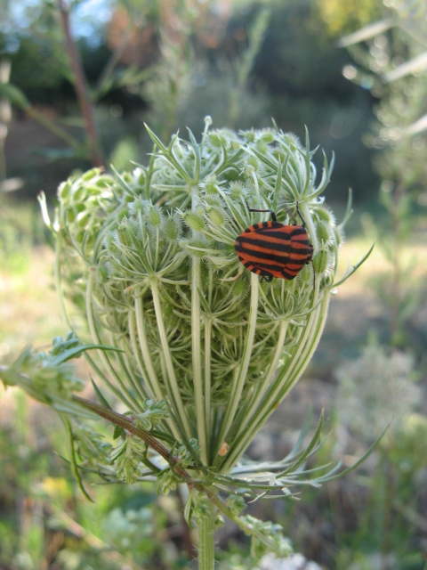 Heteroptera dei Colli Euganei