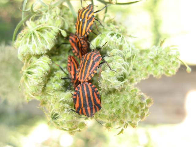 Heteroptera dei Colli Euganei