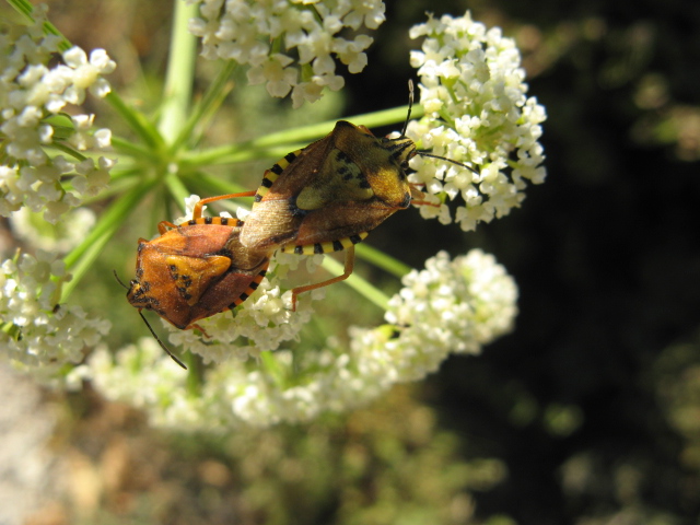 Heteroptera dei Colli Euganei