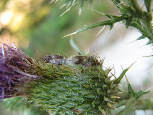 Heteroptera dei Colli Euganei