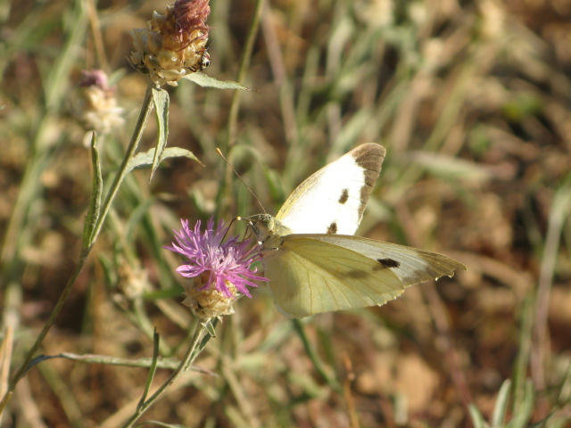 Lepidoptera dei Colli Euganei 1