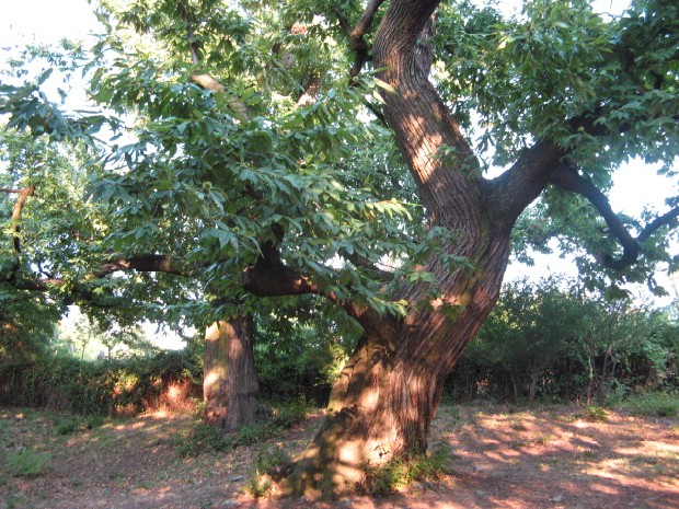 Maronari del Venda / Castanea sativa / Castagno