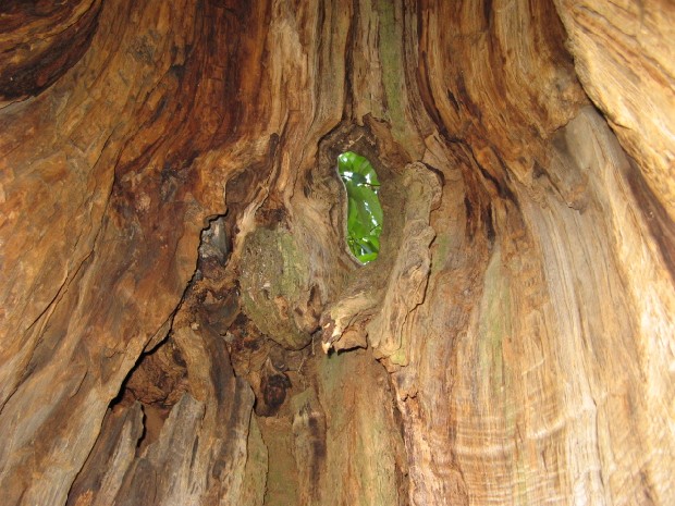 Maronari del Venda / Castanea sativa / Castagno