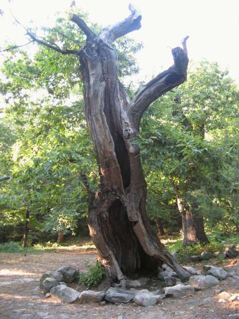 Maronari del Venda / Castanea sativa / Castagno