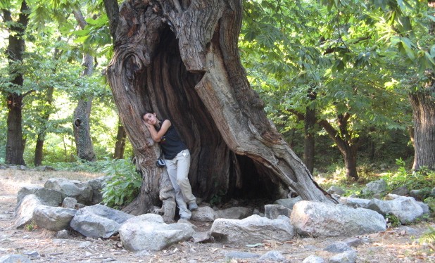 Maronari del Venda / Castanea sativa / Castagno