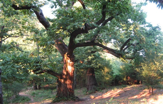 Maronari del Venda / Castanea sativa / Castagno