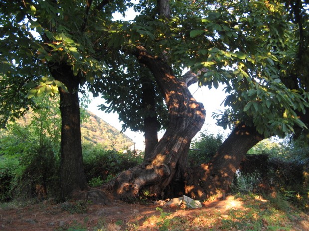 Maronari del Venda / Castanea sativa / Castagno