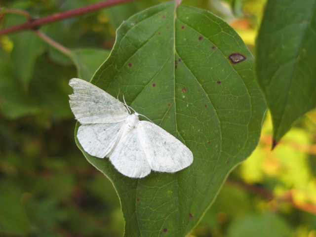 Lepidoptera dei Colli Euganei 1