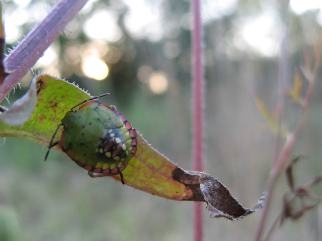 Heteroptera dei Colli Euganei