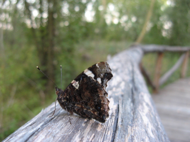 Lepidoptera dei Colli Euganei 1