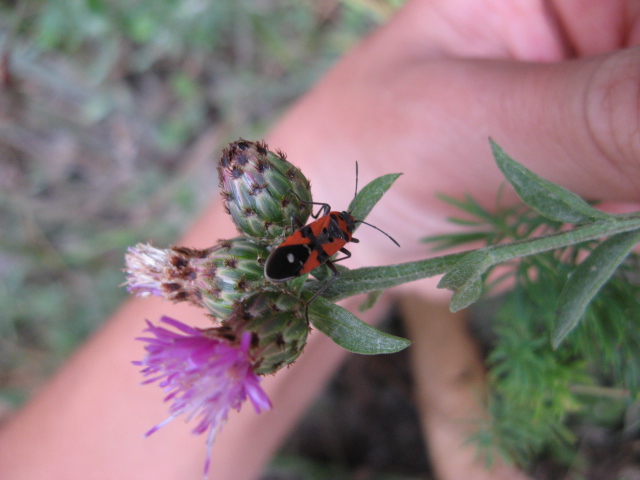 Heteroptera dei Colli Euganei