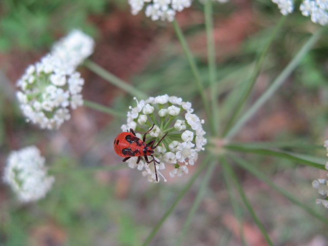 Heteroptera dei Colli Euganei