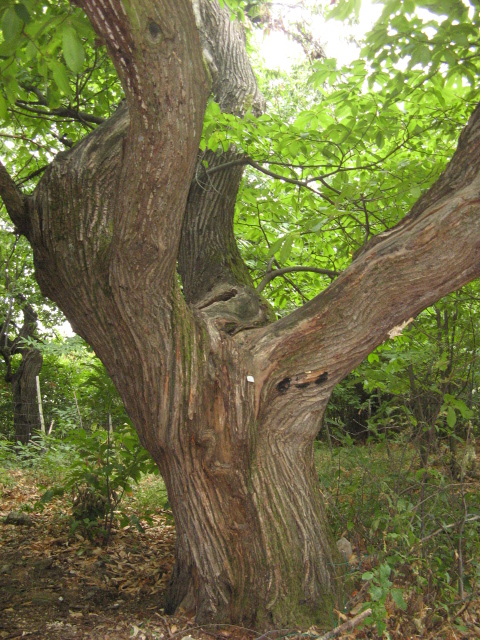 fungo rosso (Fistulina hepatica)