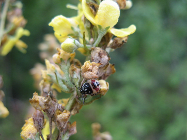 Heteroptera dei Colli Euganei