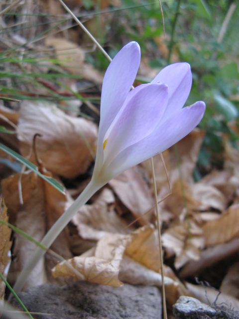 Colchicum autmnale / Colchico autunnale