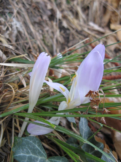 Colchicum autmnale / Colchico autunnale