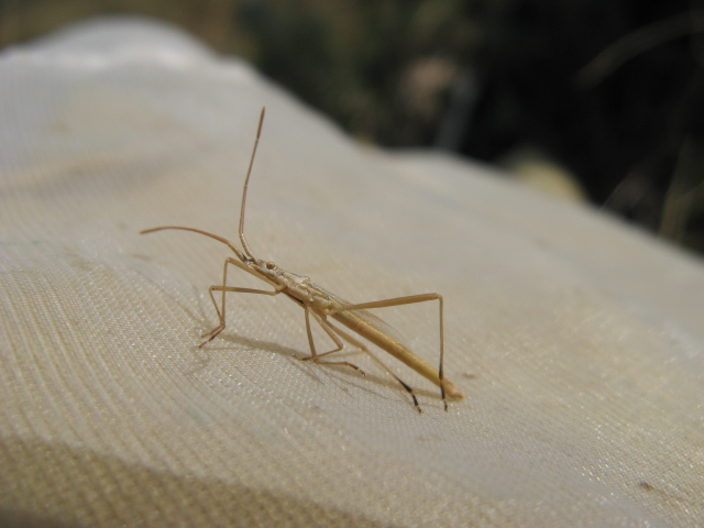 Heteroptera dei Colli Euganei