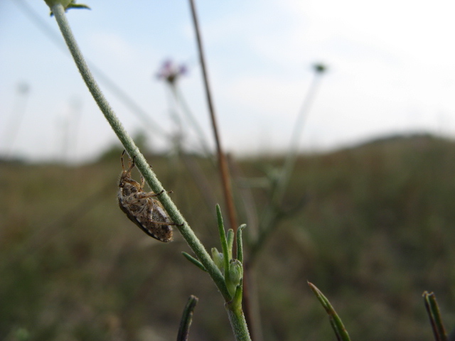 Heteroptera dei Colli Euganei