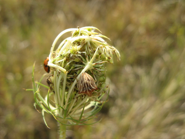 Heteroptera dei Colli Euganei