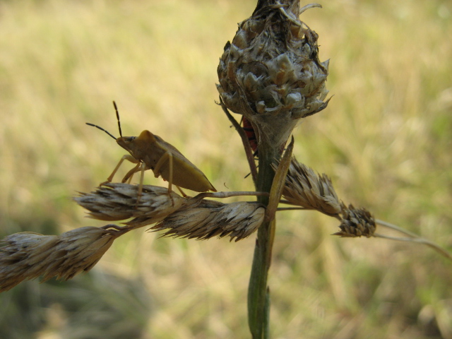 Heteroptera dei Colli Euganei