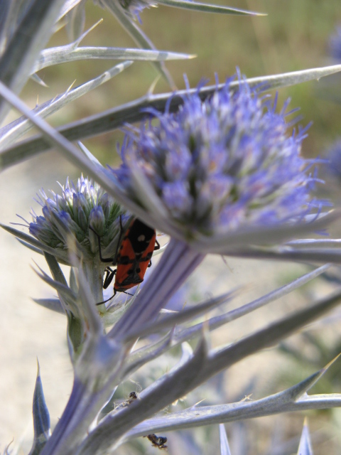 Heteroptera dei Colli Euganei