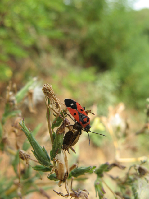 Heteroptera dei Colli Euganei