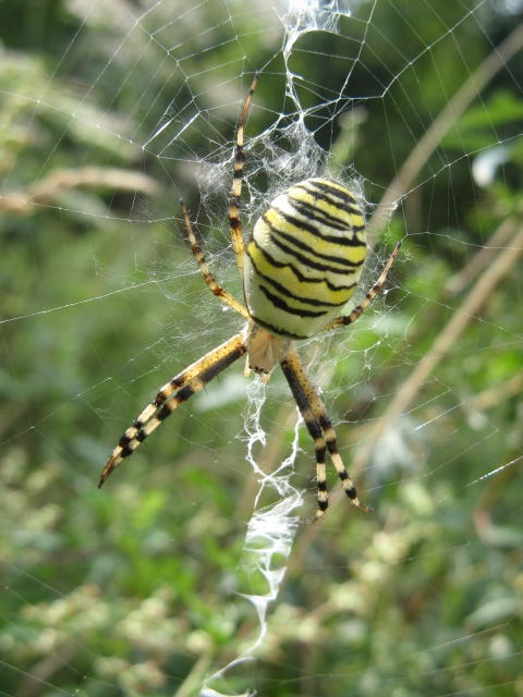 Semplicemente un..argiope